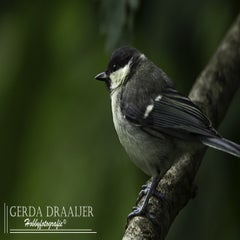 dsc_11942.jpg
