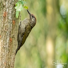 dsc_26403.jpg