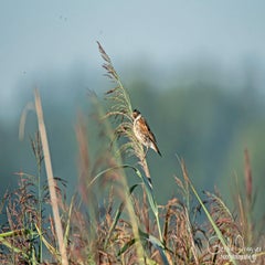 dsc_36872.jpg