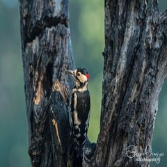 dsc_39872.jpg