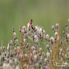 dsc_29002.jpg
