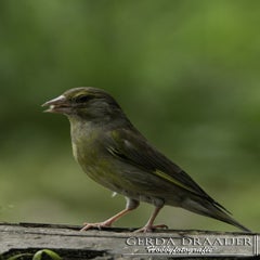 dsc_10632.jpg