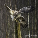 DSC_60562.jpg