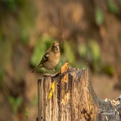 dsc_57872.jpg