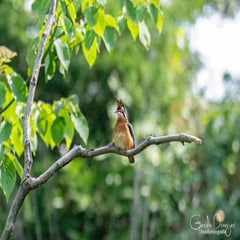 dsc_16633.jpg