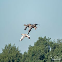 dsc_37202.jpg