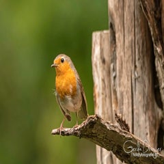 dsc_33392.jpg