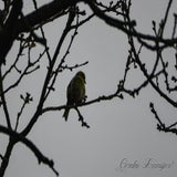 DSC_52912.jpg