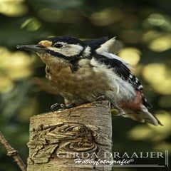 dsc_62562.jpg