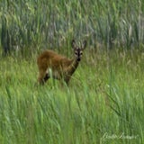 lofar, 17-06-2020