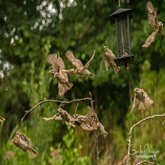 dsc_34292.jpg