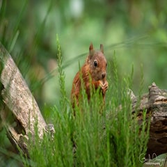 dsc_22763.jpg