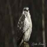 DSC_61002.jpg