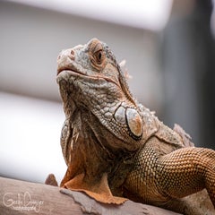 dsc_82443.jpg