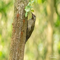 dsc_26243.jpg