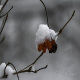 DSC_54062.jpg