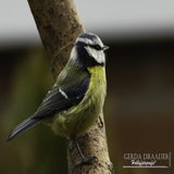 DSC_70442.jpg