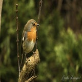 DSC_49592.jpg