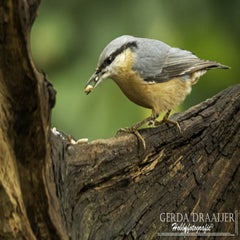 dsc_61552.jpg