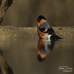 dsc_95682.jpg