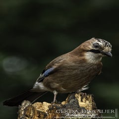 dsc_81502.jpg