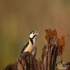 dsc_00733.jpg