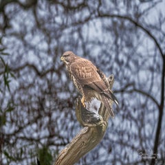dsc_24563.jpg