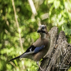 dsc_12852.jpg