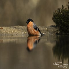 dsc_95722.jpg