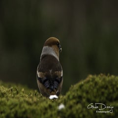 dsc_93302.jpg