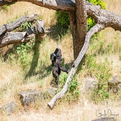 dsc_11463.jpg