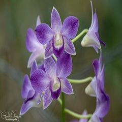 dsc_18733.jpg