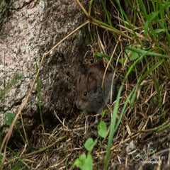 dsc_42452.jpg
