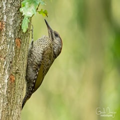 dsc_26513.jpg