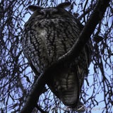 DSC_56032.jpg