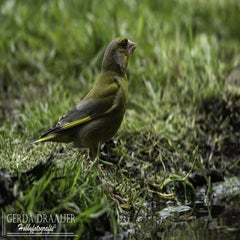 dsc_11882.jpg