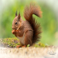 dsc_27343.jpg