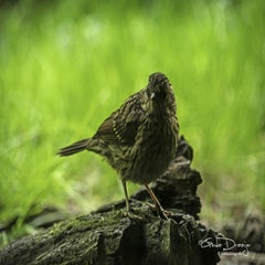 dsc_11192.jpg