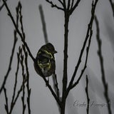 DSC_54032.jpg