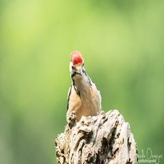 dsc_17553-1.jpg