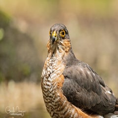 dsc_23983.jpg