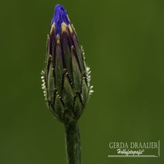dsc_13112-1.jpg