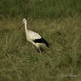 Lofar