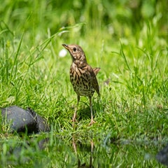 dsc_17963-1.jpg