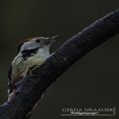dsc_79792.jpg