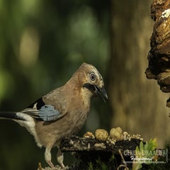 dsc_61392.jpg