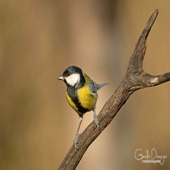 dsc_99033.jpg