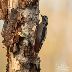 dsc_00253.jpg