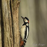 DSC_58982.jpg
