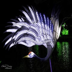 dsc_91562.jpg